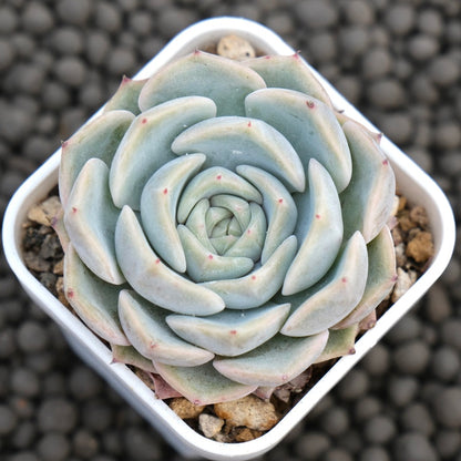 Echeveria Zeppelin Korean Succulent Plant Hwaga Hybrid