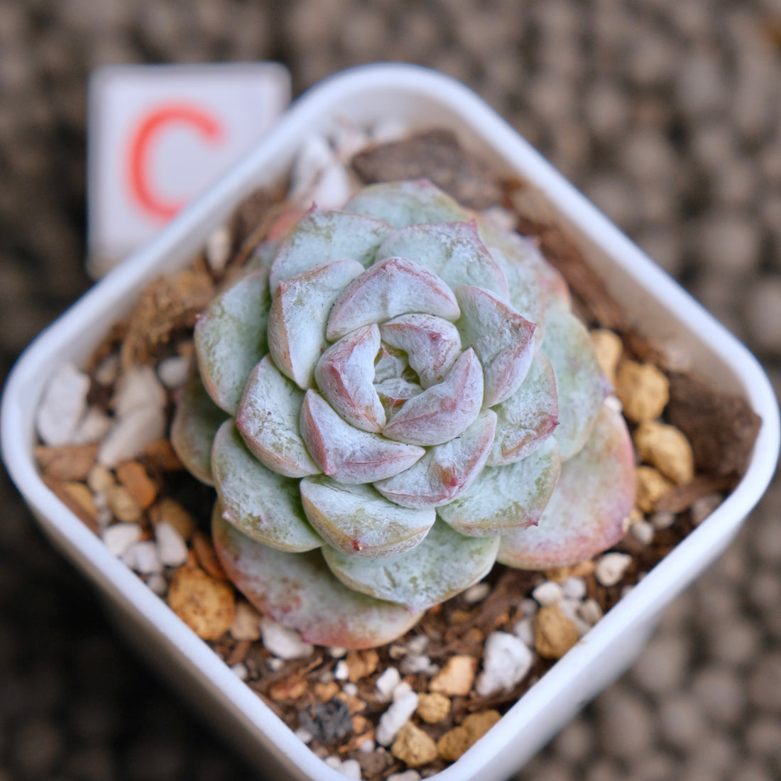 Echeveria Icy Snow (Monstrose) type B Imported Succulent Plant - C