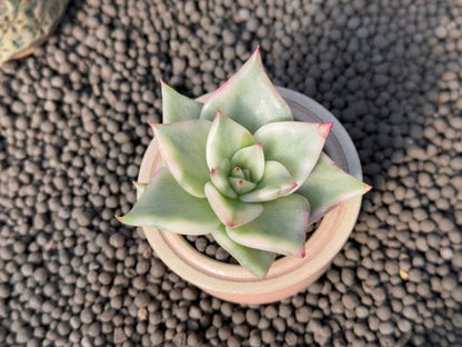 Variegated Echeveria agavoides Korean Succulent Plant