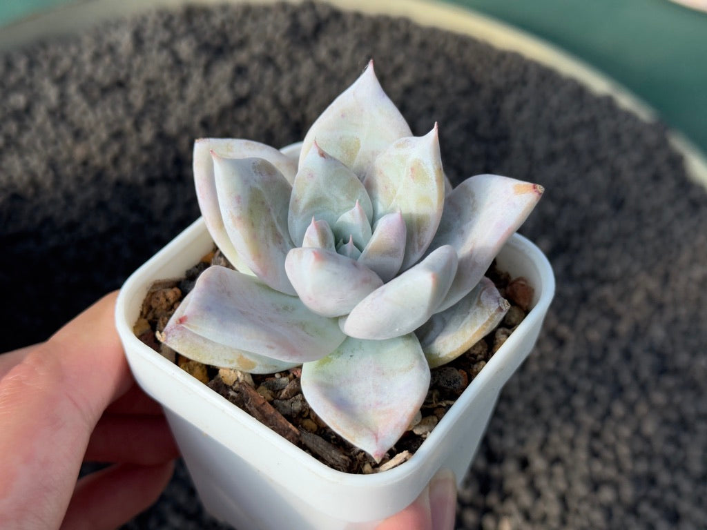 Echeveria Ice Muscle Korean Succulent Plant