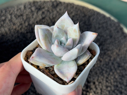Echeveria Ice Muscle Korean Succulent Plant