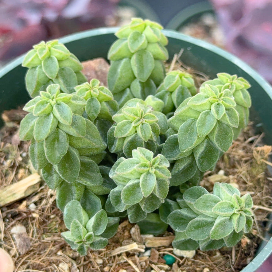 Peperomia columella Succulent Plant