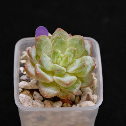 Echeveria Tiamo Korean Succulent Plant