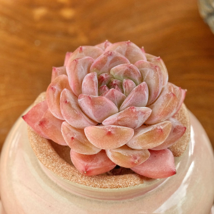 Echeveria Pink Amber Imported Succulent Plant