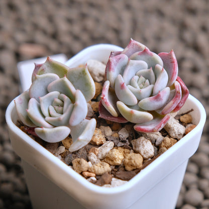 Echeveria Kiss me (Changhee hybrid) Korean Succulent Plant - A