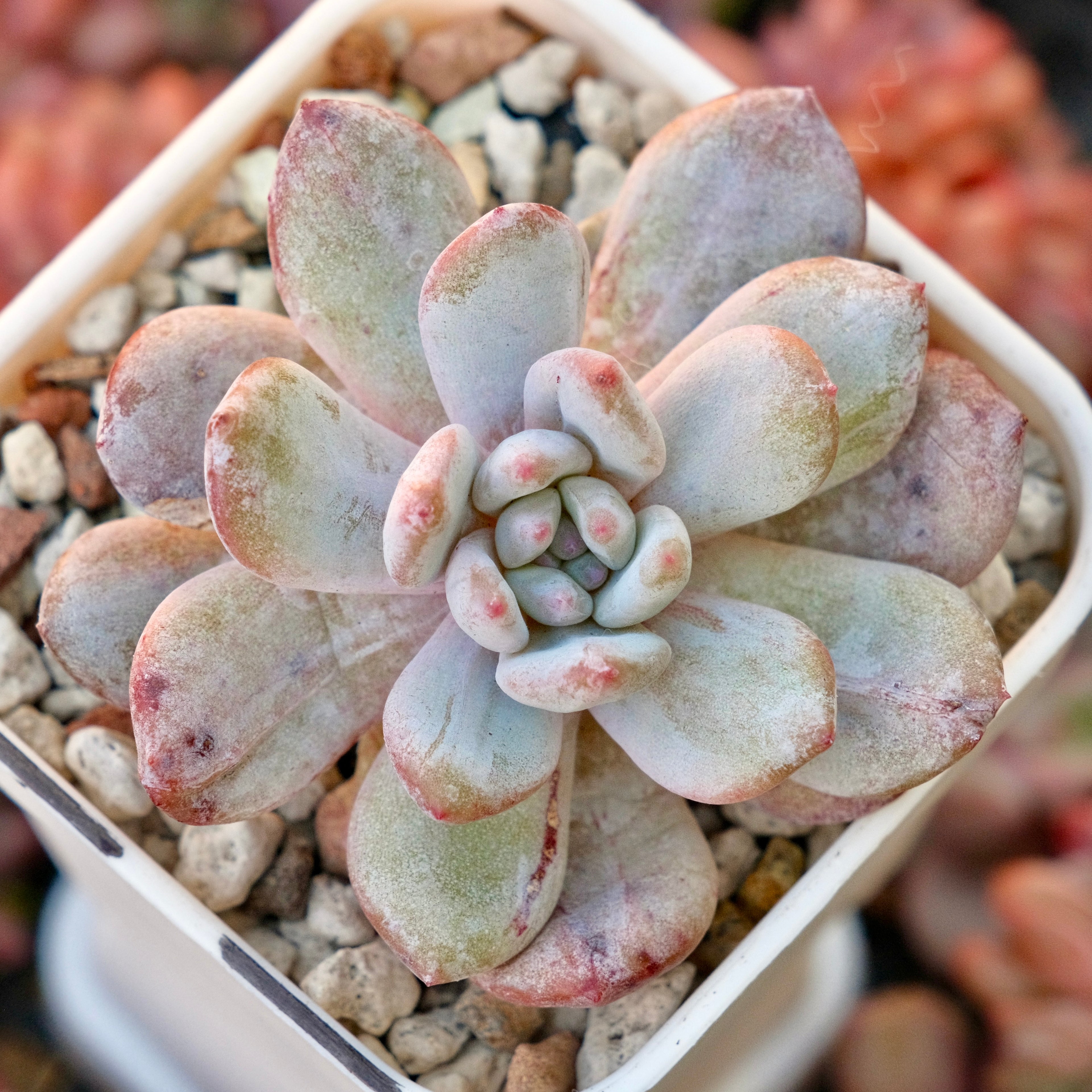 Monstrose Echeveria Monroe Korean Succulent Plant