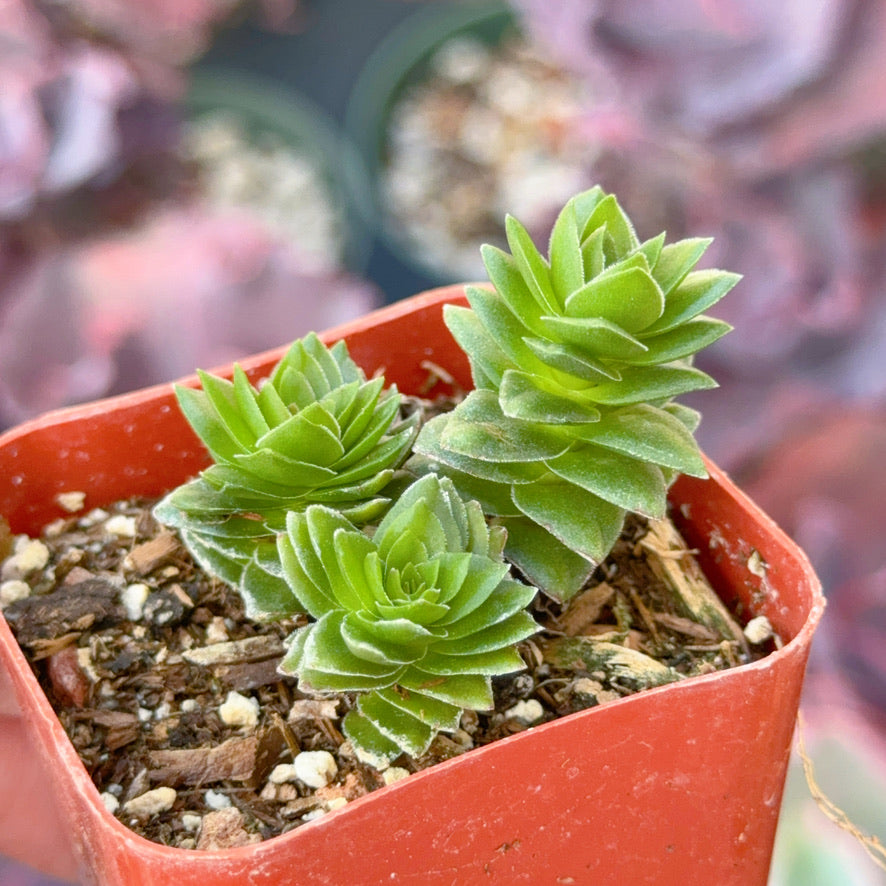 Crassula Spiralis Succulent Plant