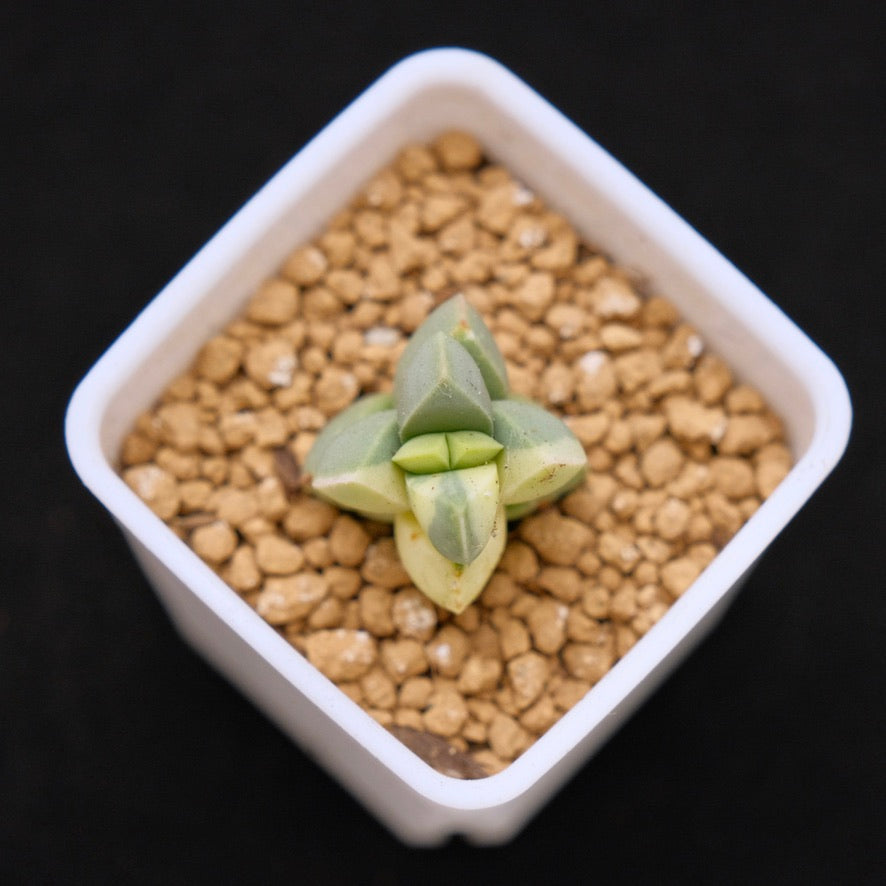 Variegated Corpuscularia lehmanii baby Korean Succulent Plant