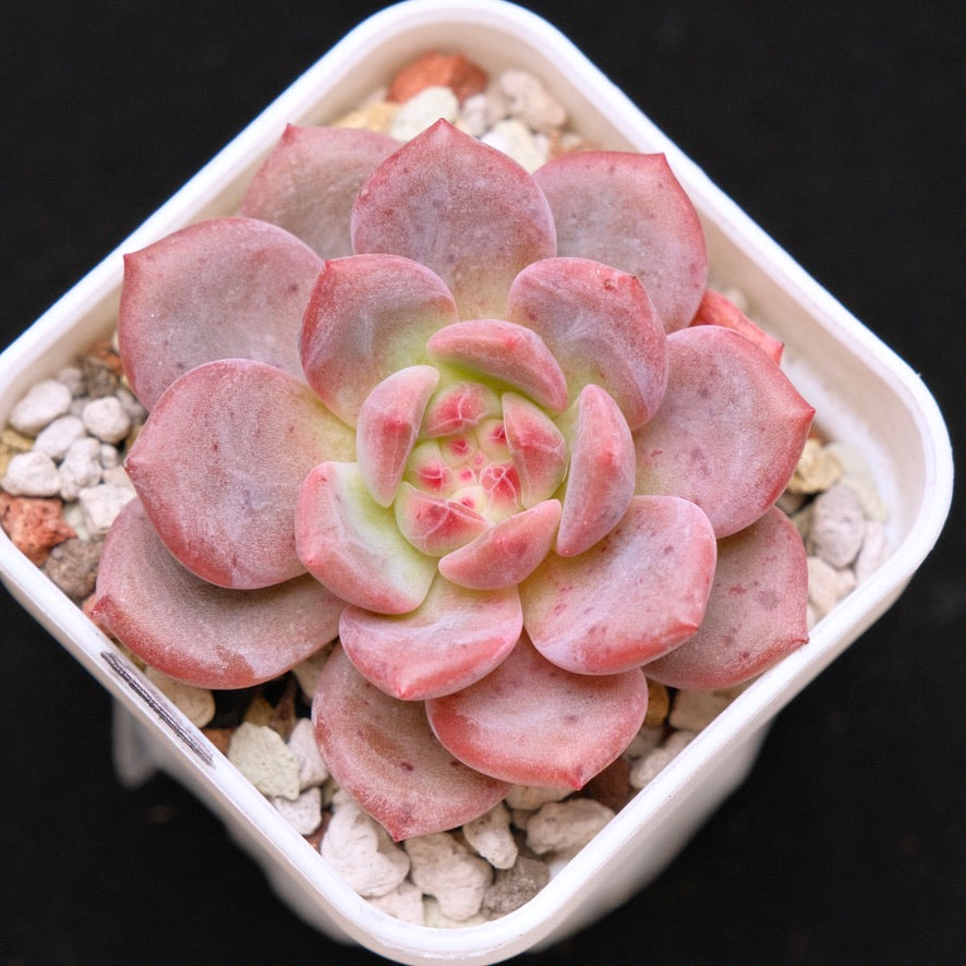 Echeveria Ariel Korean Succulent Plant