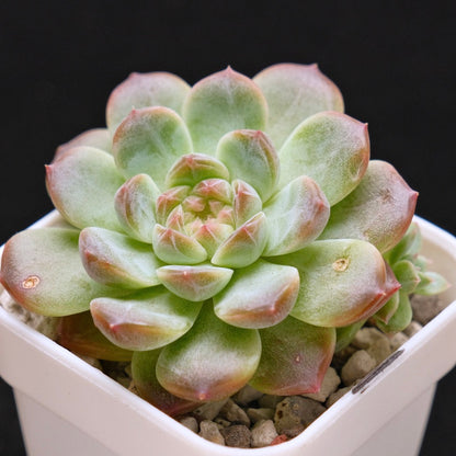 Echeveria Amber Korean Succulent Plant