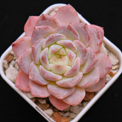 Echeveria Rosé Imported Succulent Plant *New* 月牙杂