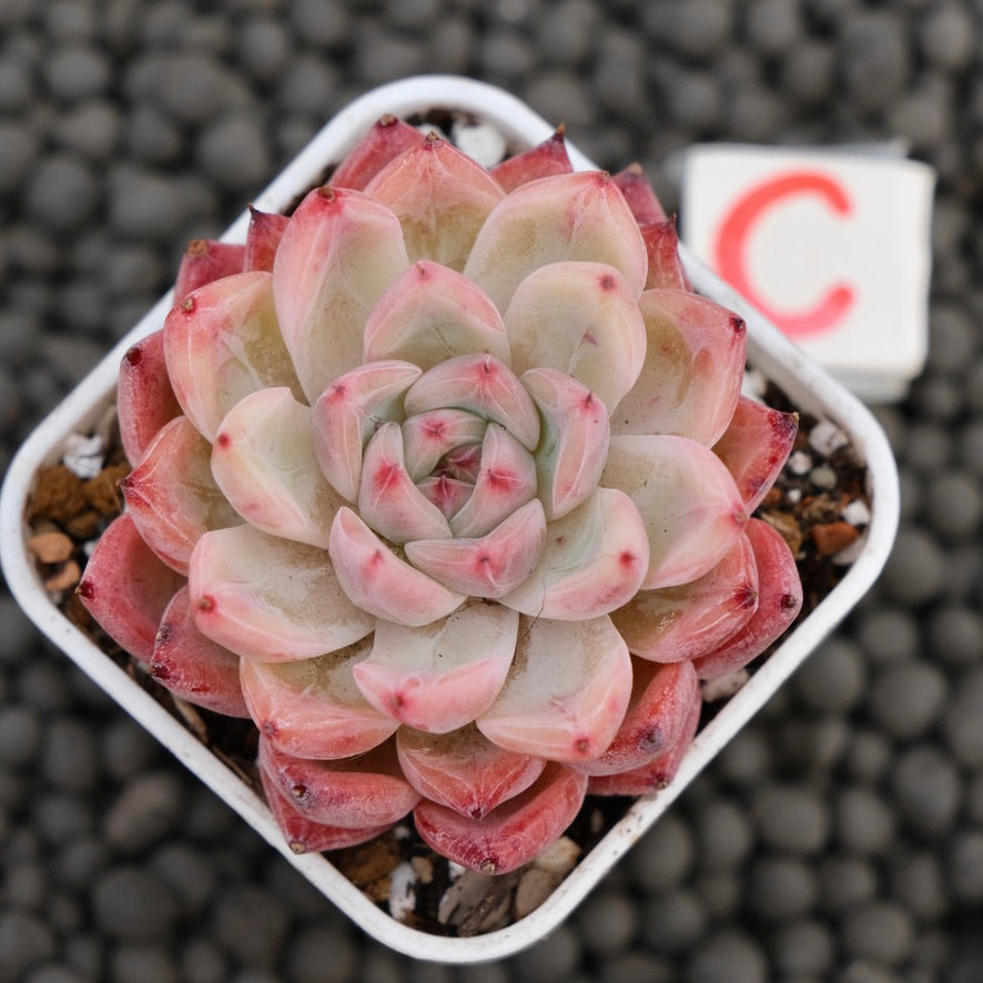 Echeveria Incredible Korean Succulent Plant Hwaga Hybrid