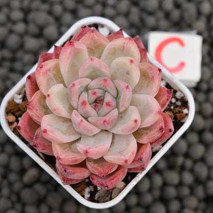 Echeveria Incredible Korean Succulent Plant Hwaga Hybrid