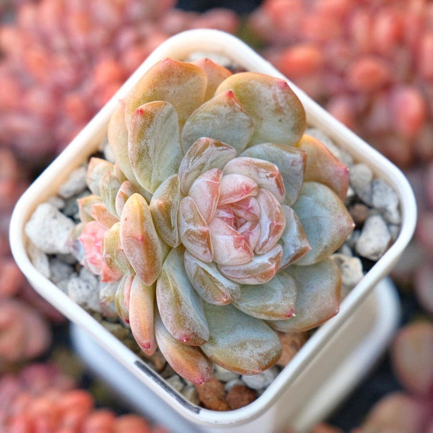 Echeveria Phantom of Pink Korean Succulent Plant