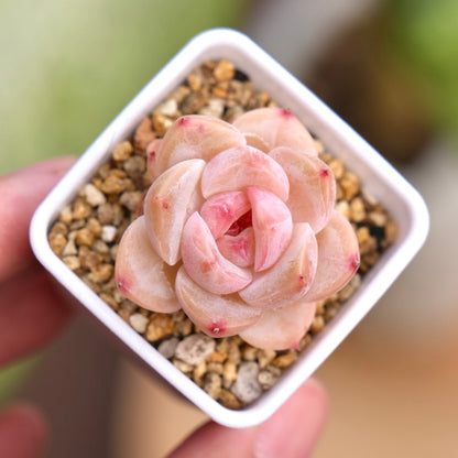 Echeveria hyalina hybrid small Succulent Plant