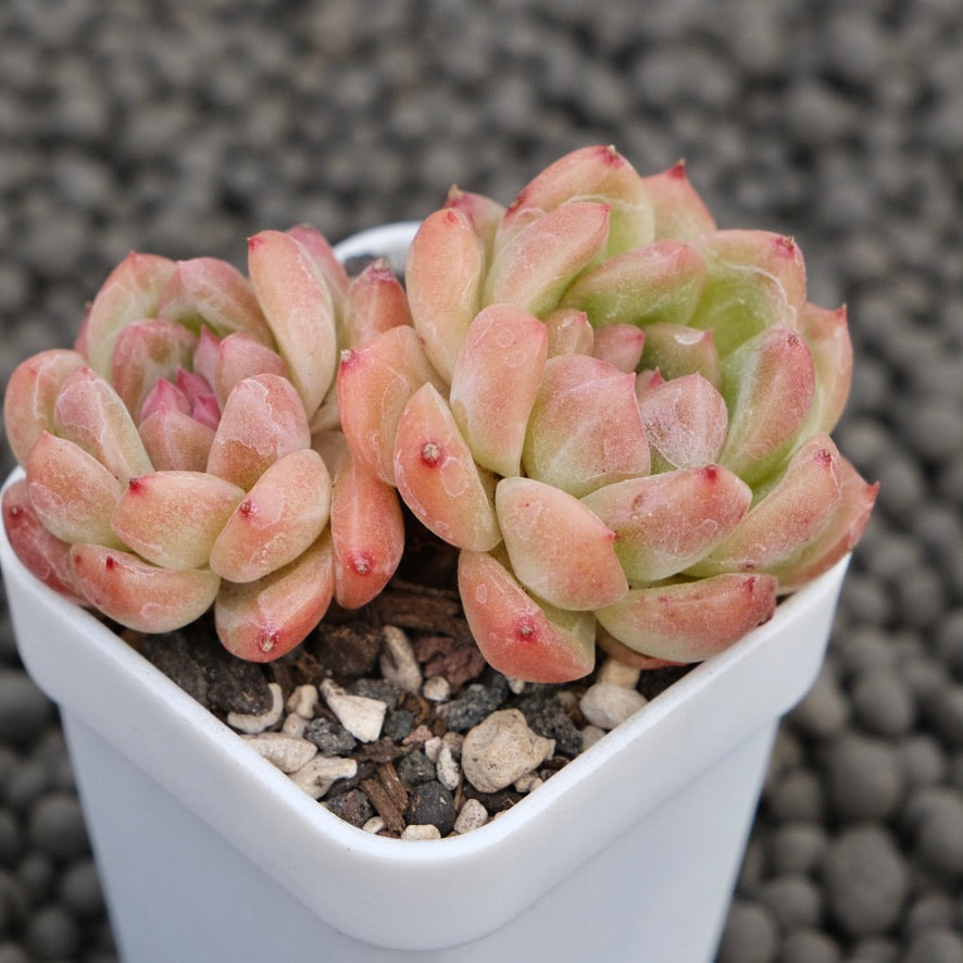 Echeveria Spring Breeze Korean Succulent Plant