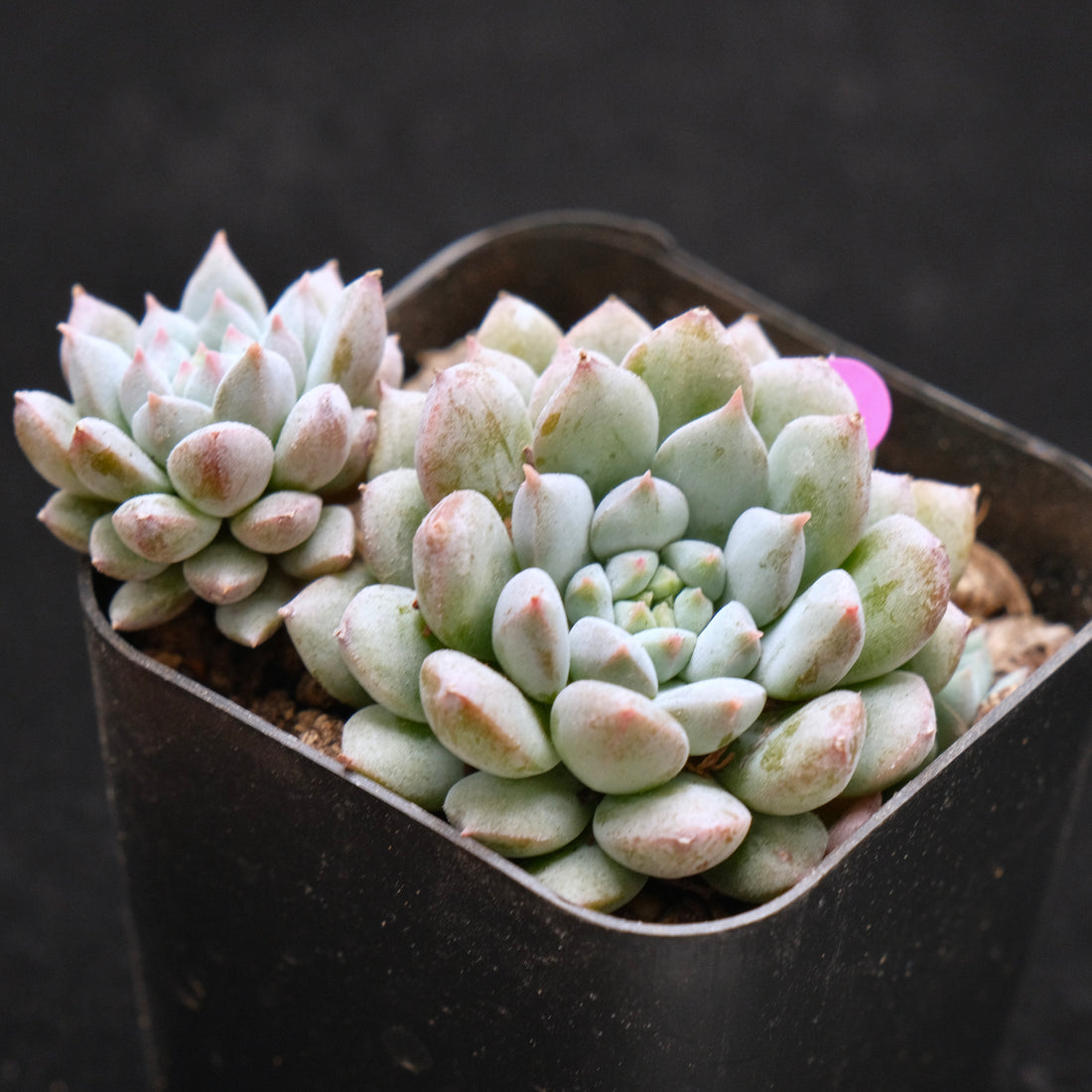 Echeveria Chrissy n Ryan Korean Succulent Plant