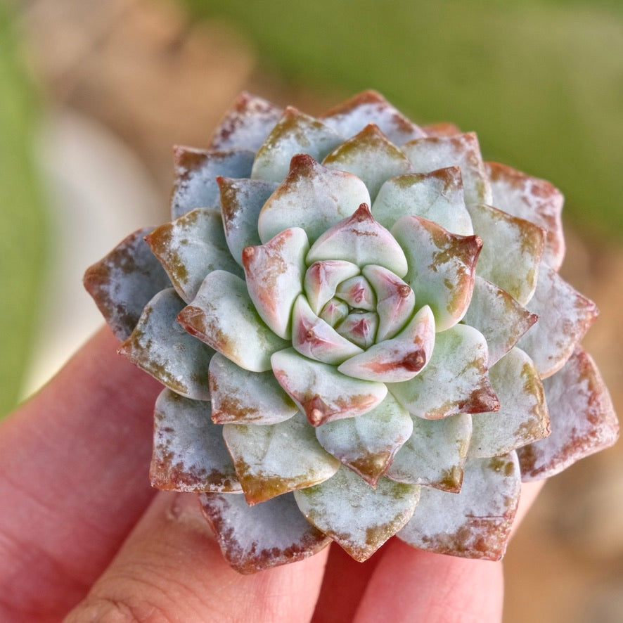 Echeveria Gloria Korean Succulent Plant Changhee laui hybrid