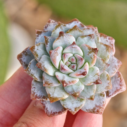 Echeveria Gloria Korean Succulent Plant Changhee laui hybrid