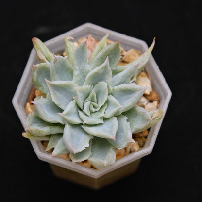Echeveria Fox Tail Korean Succulent Plant Rare Air Magic hybrid