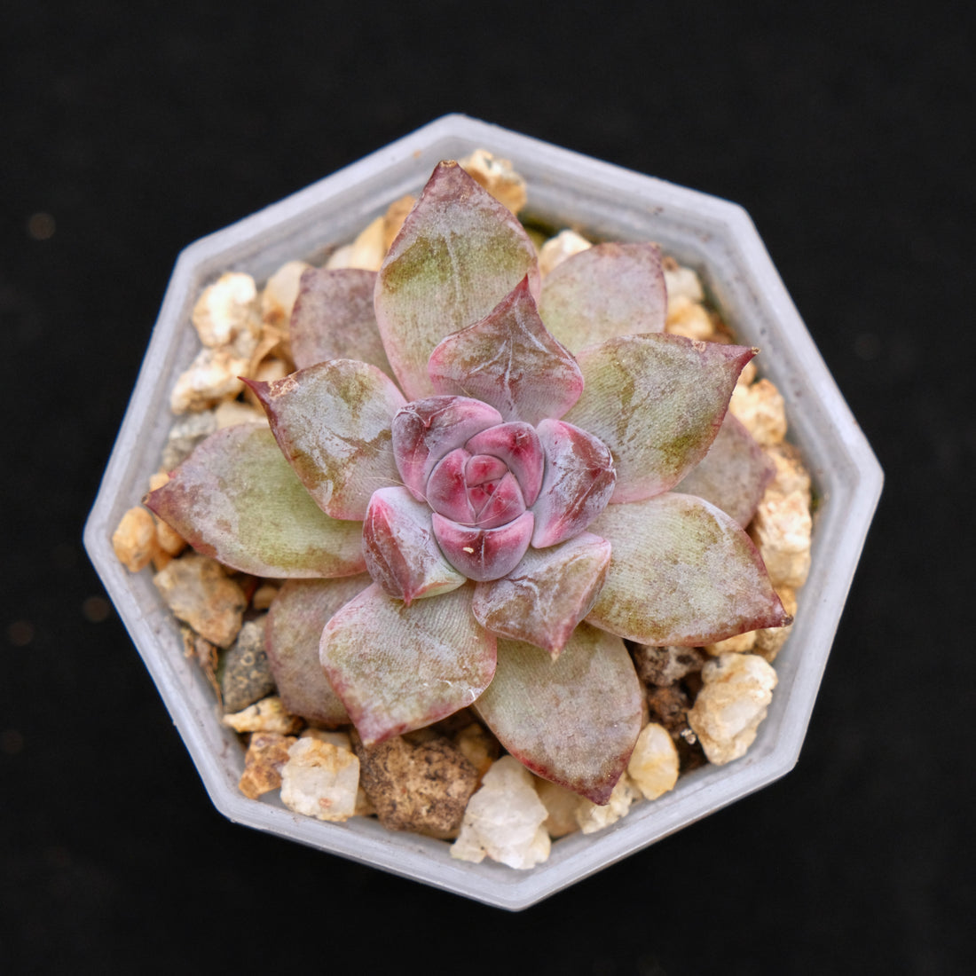 Echeveria Good Night baby Korean Succulent Plant