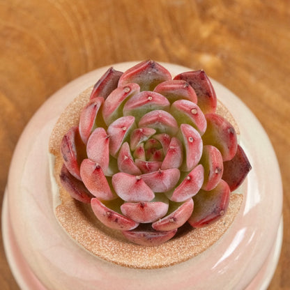 Echeveria Nomad Korean Succulent Plant