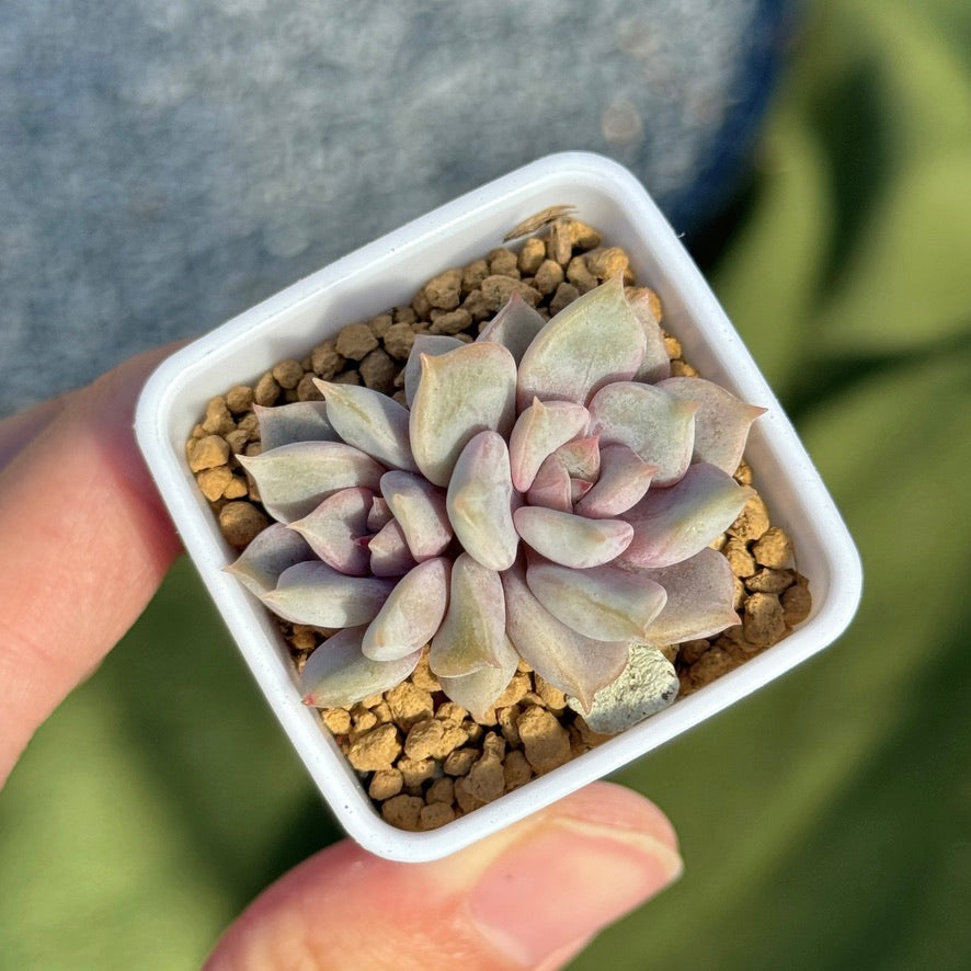 Echeveria Pastel Leon Korean Succulent Plant