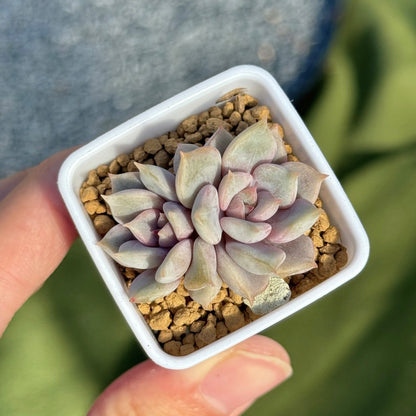 Echeveria Pastel Leon Korean Succulent Plant