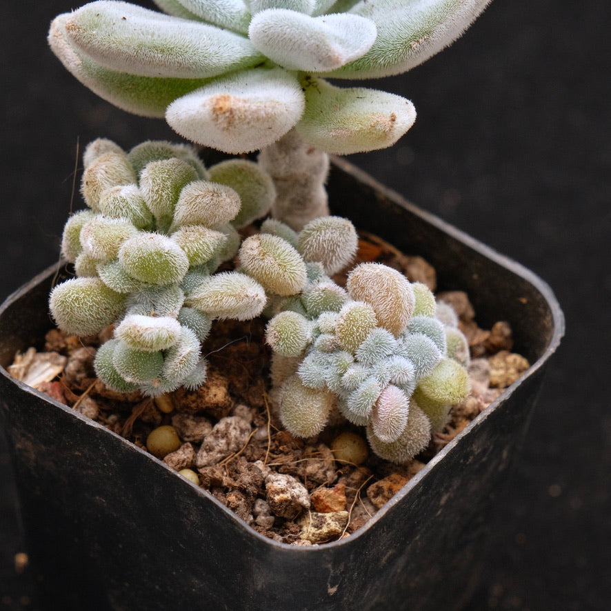 Crested Echeveria Frosty Succulent Plant