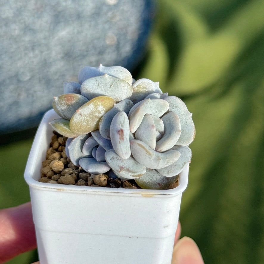 Echeveria Milk Purple Korean Succulent Plant Changhee hybrid