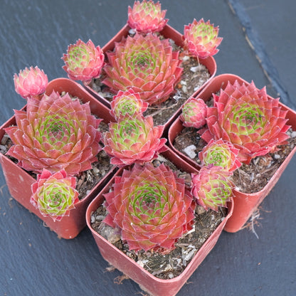 Sempervivum sp Succulent Plant