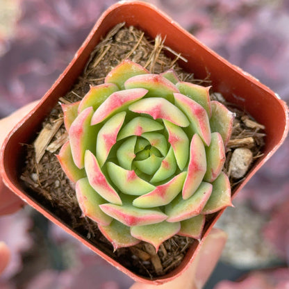 Echeveria Ramillette Succulent Plant