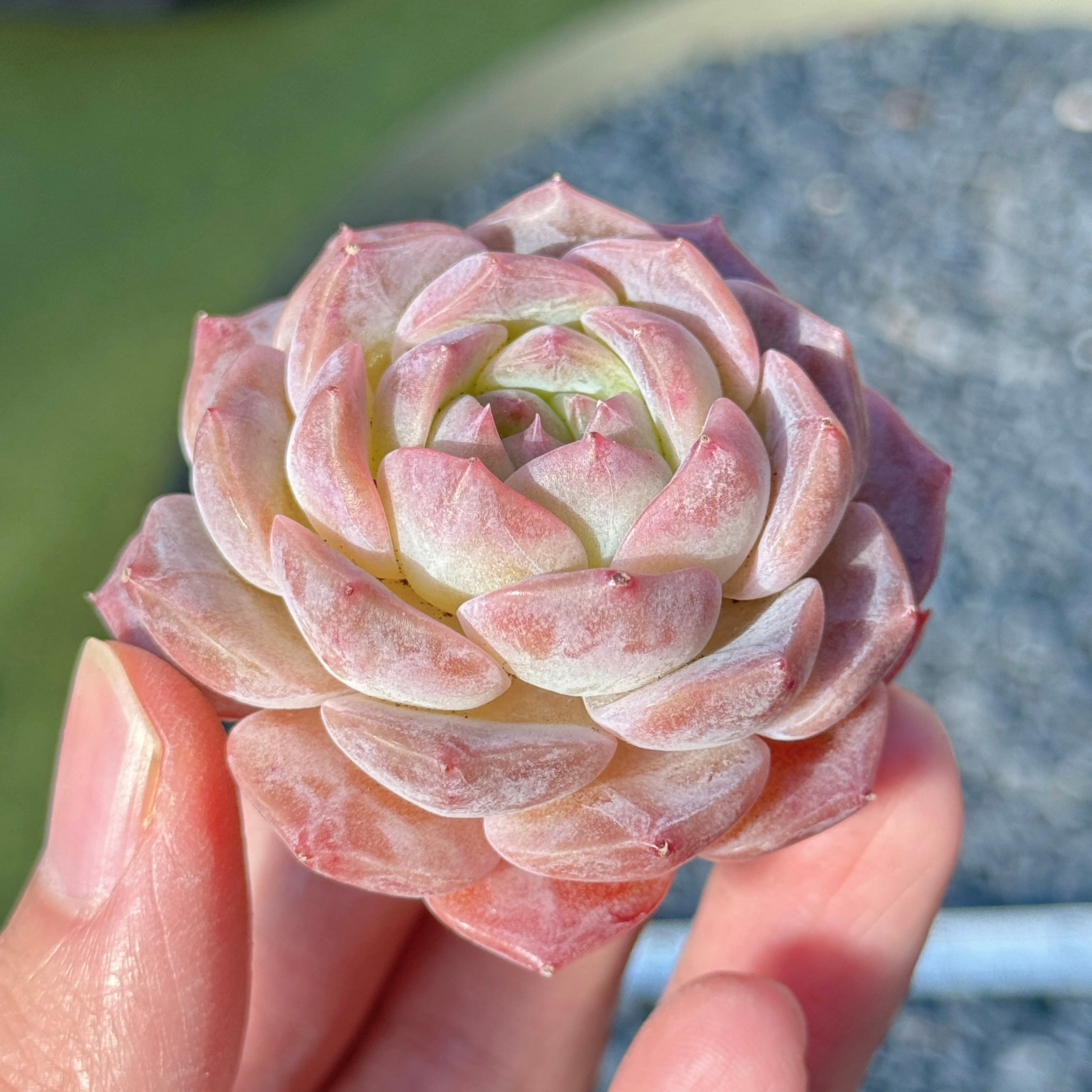 Echeveria Jelly Hybrid Succulent Plant F