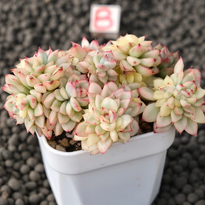 Variegated Echeveria Mebina Imported Succulent Plant