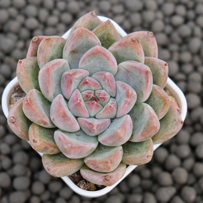 Echeveria Tripoli Korean Succulent Plant Hwaga Hybrid
