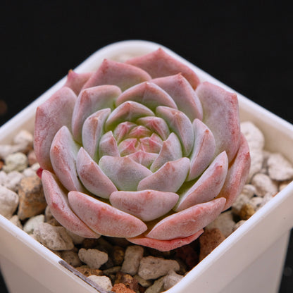 Echeveria Jelly hybrid (seedling) Imported Succulent Plant *New* 糖心杂