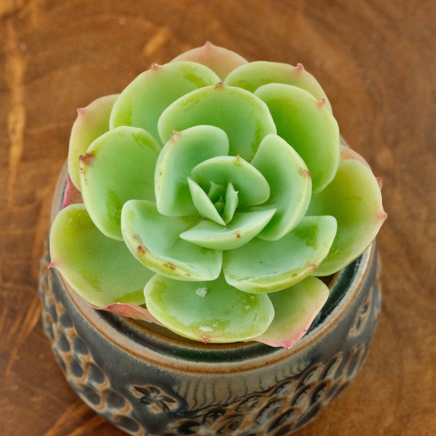 Echeveria Lemon Rose Korean Succulent Plant
