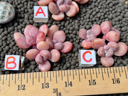 Graptoveria Amemonroe cluster Imported Succulent Plant