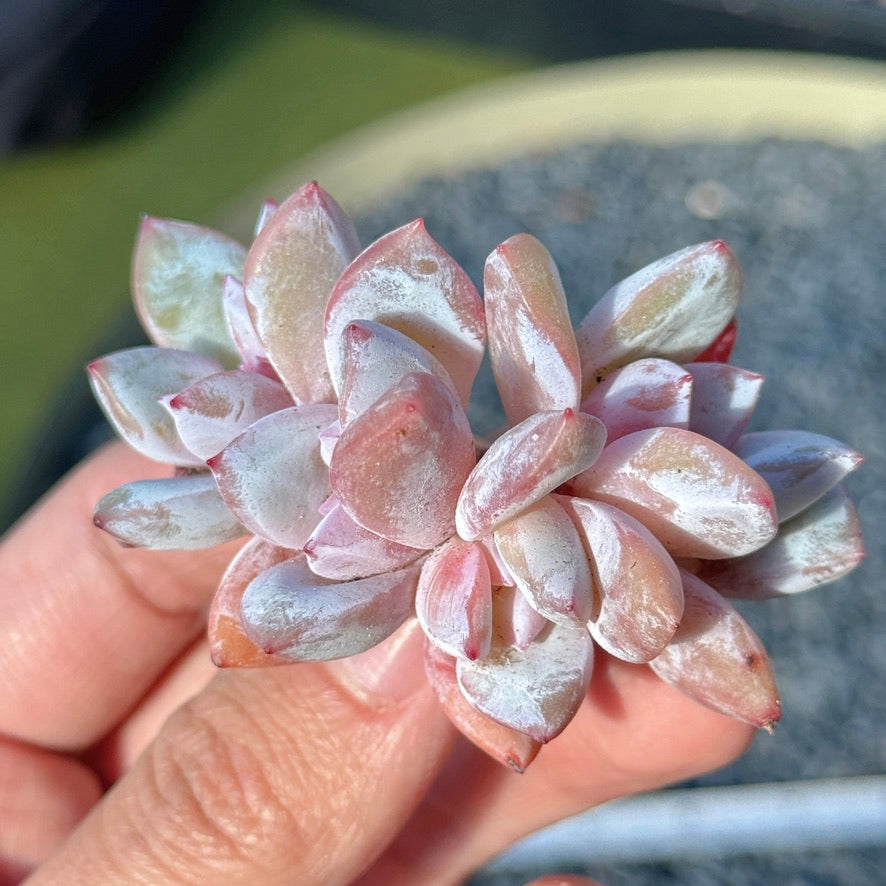 Echeveria Trumso Succulent Plant G