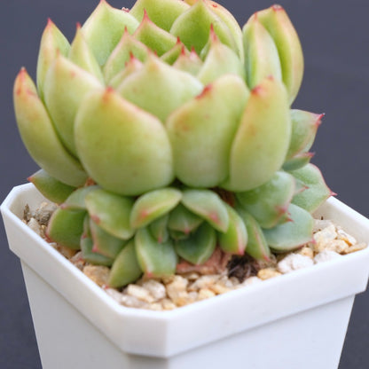 Echeveria agavoides hybrid Succulent Plant