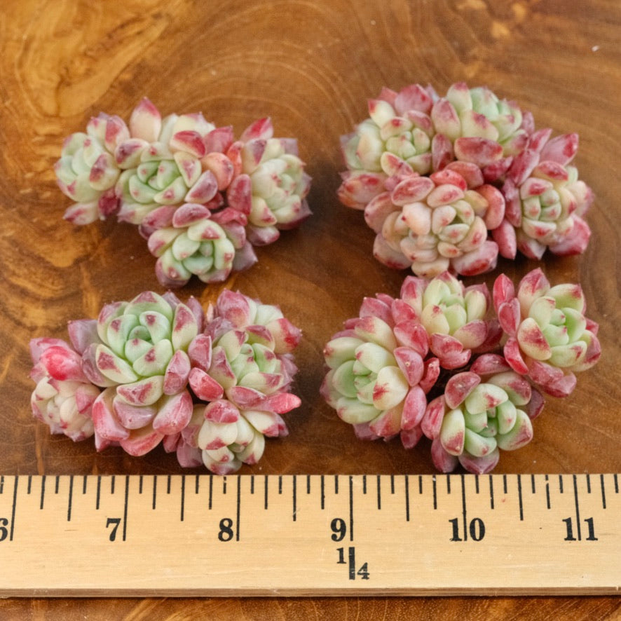 Echeveria Sarahime hybrid Imported Succulent Plant