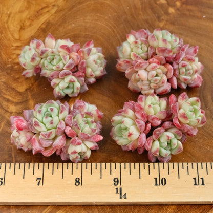 Echeveria Sarahime hybrid Imported Succulent Plant