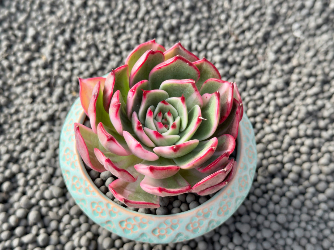 Variegated Echeveria Flamenco Korean Succulent Plant