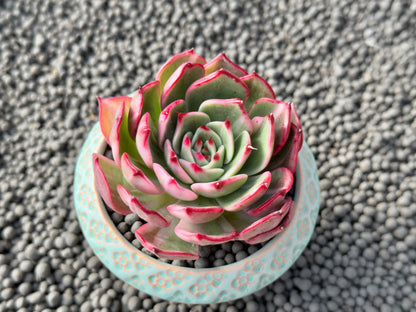 Variegated Echeveria Flamenco Korean Succulent Plant