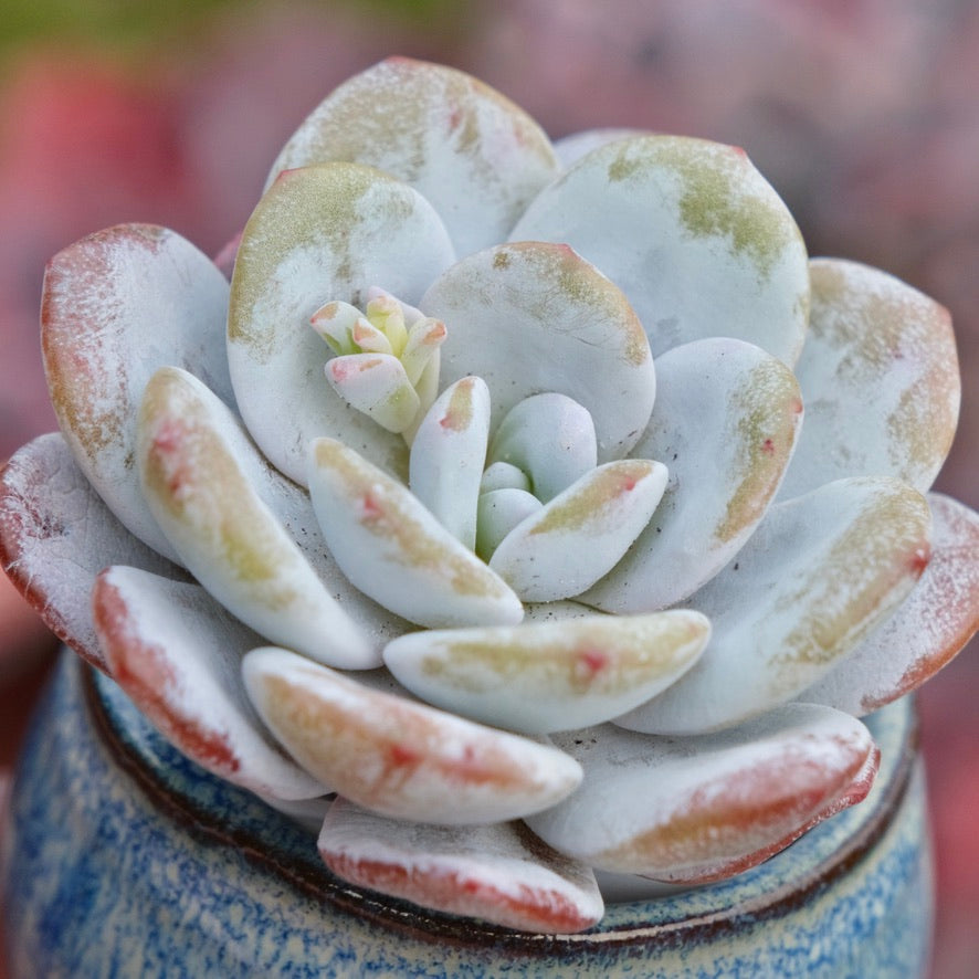 Echeveria laui Imported Succulent Plant