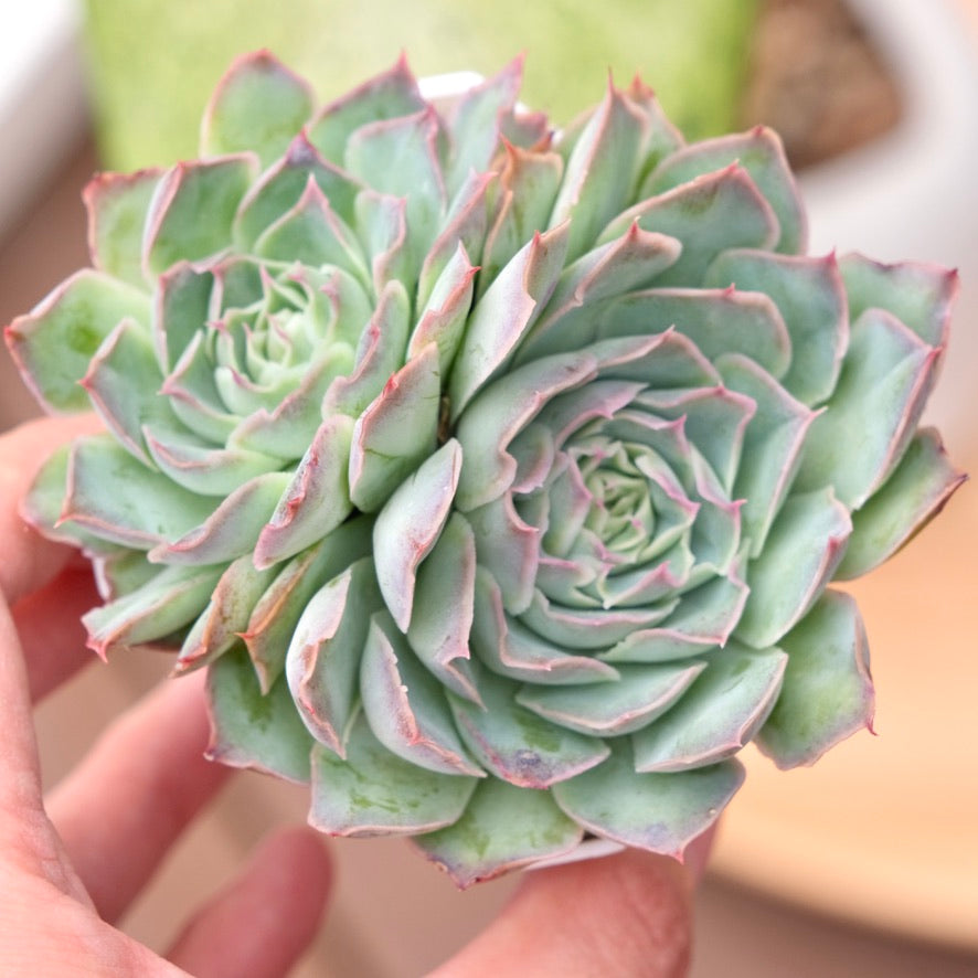 Echeveria Fire Flower Korean Succulent Plant Changhee hybrid