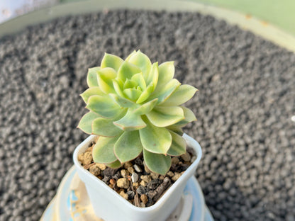 Variegated Echeveria Deren Oliver Korean Succulent Plant