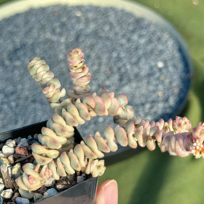 Variegated Crassula Fantasy Korean Succulent Plant