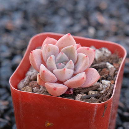 Echeveria Pretty in Pink E Korean Succulent Plant (small)