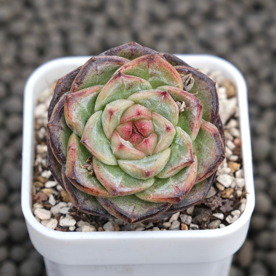 Echeveria Black Orange Succulent Plant